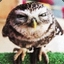 Rinel Owl