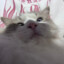 KISSA74