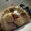 sinister meow