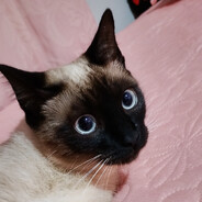 Avatar snapshot