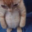 gatito panzon