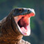 Corvid