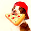 Pizza Dog