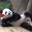 Panduh