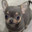 Zynbabwe avatar