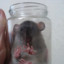 Rat Cum Jar