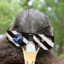 TheGeneralKiwi