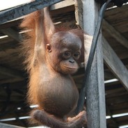 CHARLES DICKONSON THE FOURTH