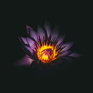 ꧁🌺Flͥowͣeͫr🌺꧂