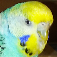 Coxiс