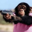 обезьяна с пистолетом