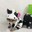 MooCat