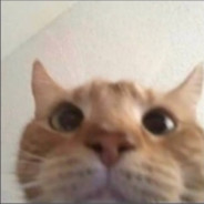 gattino - steam id 76561197961389433