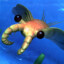 Anomalocaris