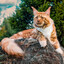 Large Feline