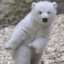 TinyWhiteBear