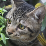 吃猫鼠爱吃猫猫!ψ(｀∇´)ψ