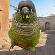 会数羊的北极熊