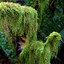 the moss man