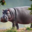 hippo