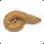 I am poop