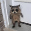 Foxx