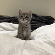 原头原脑原肚皮