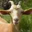 Goat Prophet