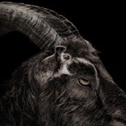 braz - steam id 76561198368942985