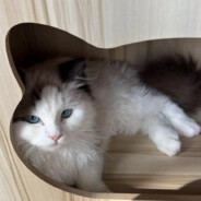 重生之我在梁山当魅魔