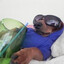 otterchaos