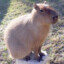 Indignus_410