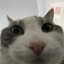 i’m scared of fish