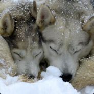 ٭ڲĄҜ٭ yoshi recrute