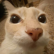 pollica avatar