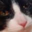 Avatar of 极度邪恶的黑猫