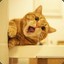 橘猫仔