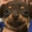 woof