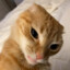 Orange Cat Activities