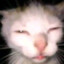Gato