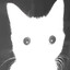 Weird Looking Cat