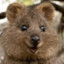 Quokka