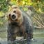 KAMCHATKA GRIZZLY BEAR LOVER