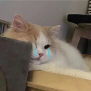 流泪猫猫头