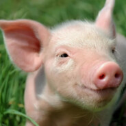 НафНаф - steam id 76561199244861690