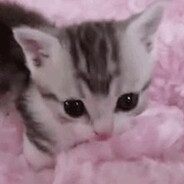 elfi's avatar