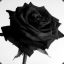 ™black_rose™