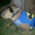 Carpincho Fachero