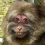 Monkey king