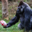 Gol Gol Gorilla